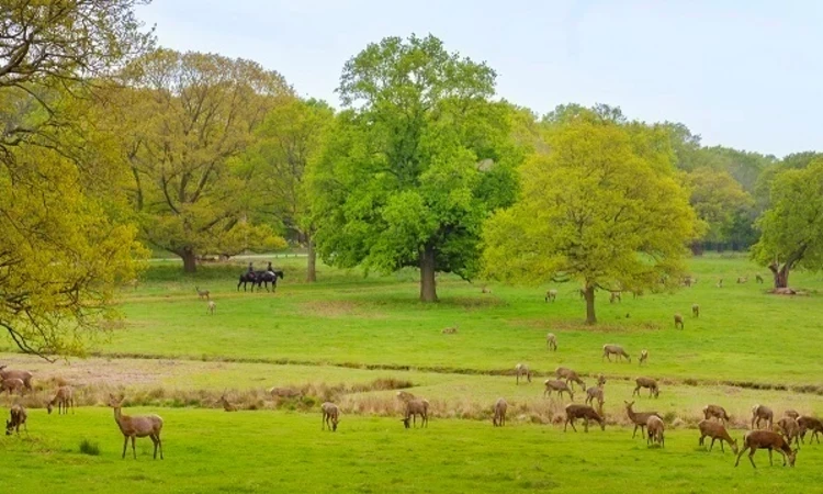 Deer in Richmond Park in spring