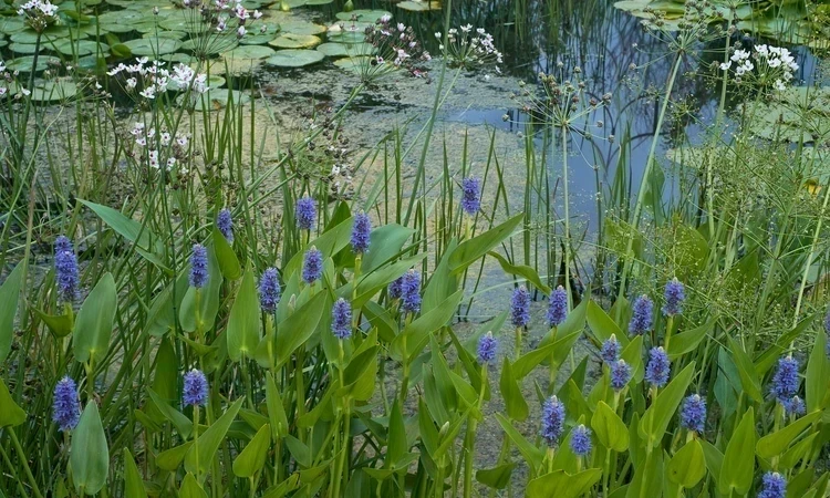 Pond with water plants